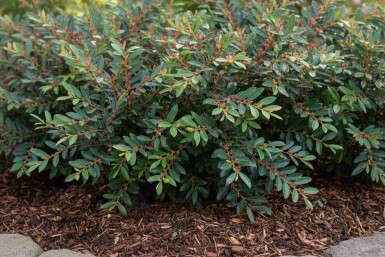 Traubiger Zweigriffel Distylium 'Blue Cascade' strauch Distylium 'Blue Cascade' Strauch