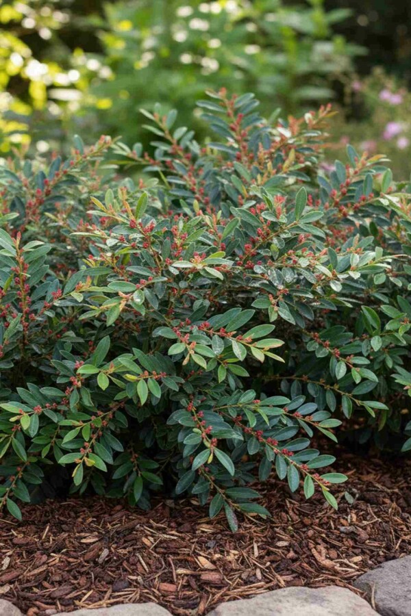 Traubiger Zweigriffel Distylium 'Blue Cascade' strauch Distylium 'Blue Cascade' Strauch