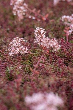 Rotmoos-Mauerpfeffer Sedum album 'Murale' 5-10 Topf 9x9 cm (P9) Sedum album 'Murale'
