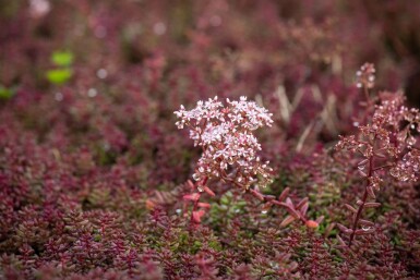 Rotmoos-Mauerpfeffer Sedum album 'Murale' 5-10 Topf 9x9 cm (P9) Sedum album 'Murale'