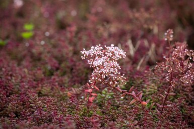 Rotmoos-Mauerpfeffer Sedum album 'Murale' 5-10 Topf 9x9 cm (P9)