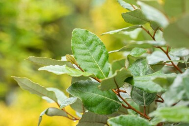 Ălweide Elaeagnus ebbingei 'Compacta' strauch Elaeagnus ebbingei 'Compacta' Strauch