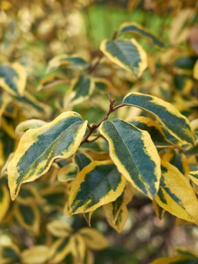 Ălweide Elaeagnus pungens 'Maculata' strauch Elaeagnus pungens 'Maculata' Strauch