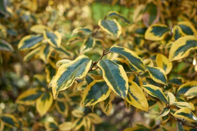 Ălweide Elaeagnus pungens 'Maculata' strauch Elaeagnus pungens 'Maculata' Strauch