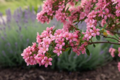 Escallonie Escallonia 'Donard Seedling' strauch Escallonia 'Donard Seedling' Strauch