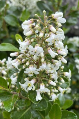 Escallonie Escallonia 'Iveyi' strauch Escallonia 'Iveyi'