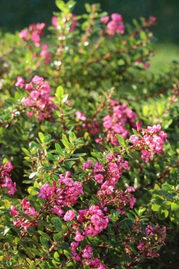 Escallonie Escallonia 'Red Dream' strauch Escallonia 'Red Dream' Strauch