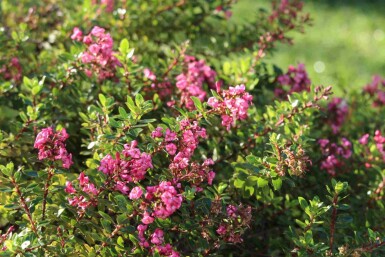 Escallonie Escallonia 'Red Dream' strauch Escallonia 'Red Dream' Strauch