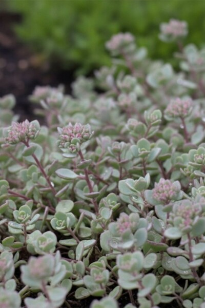 Sedum cauticola 'Lidakense'