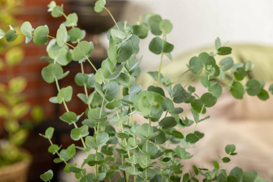 Blauer eukalyptus Eucalyptus gunni 'Azura' strauch Eucalyptus gunni 'Azura' Strauch