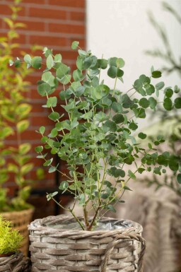 Blauer eukalyptus Eucalyptus gunni 'Azura' strauch Eucalyptus gunni 'Azura' Strauch
