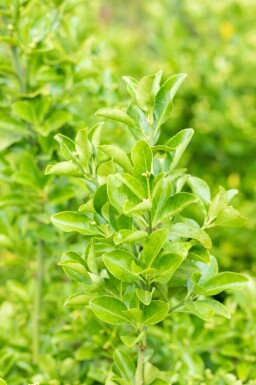 Japanischer spindelstrauch Euonymus japonicus strauch Euonymus japonicus