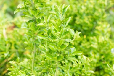 Japanischer spindelstrauch Euonymus japonicus strauch Euonymus japonicus