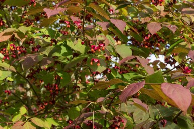 Spindelstrauch Euonymus planipes strauch Euonymus planipes Strauch
