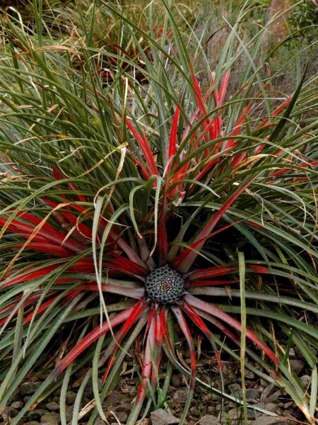 Chilenische bromelie Fascicularia bicolor strauch Fascicularia bicolor Strauch