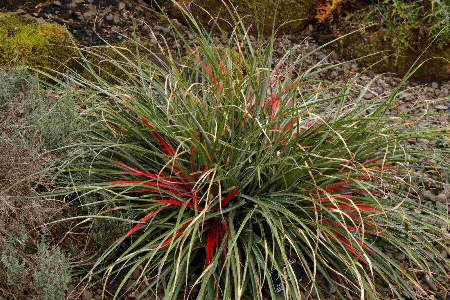Chilenische bromelie Fascicularia bicolor strauch Fascicularia bicolor Strauch