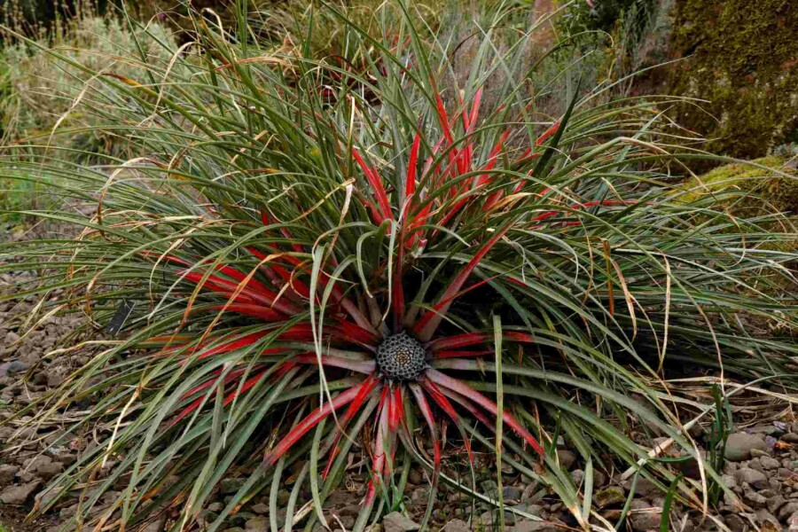 Chilenische bromelie Fascicularia bicolor strauch Fascicularia bicolor Strauch