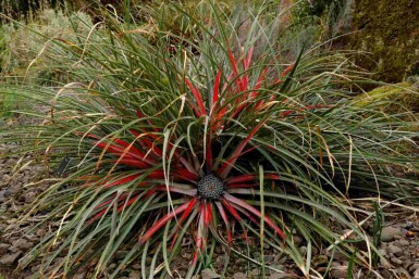 Chilenische bromelie Fascicularia bicolor strauch Fascicularia bicolor Strauch
