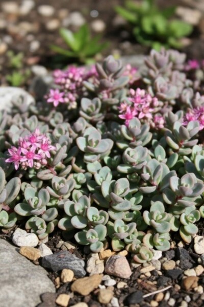 Sedum cyaneum 'Sachalin'