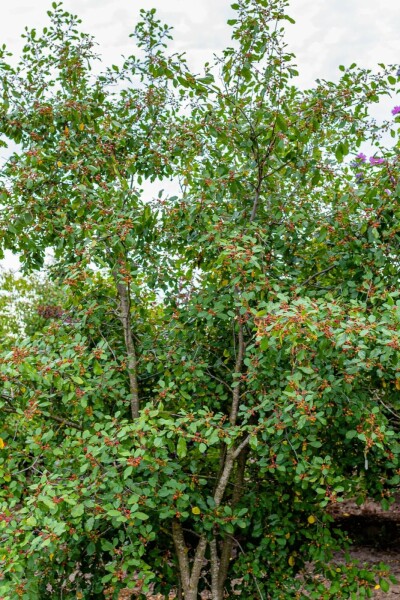 Faulbaum Frangula alnus strauch Frangula alnus Strauch