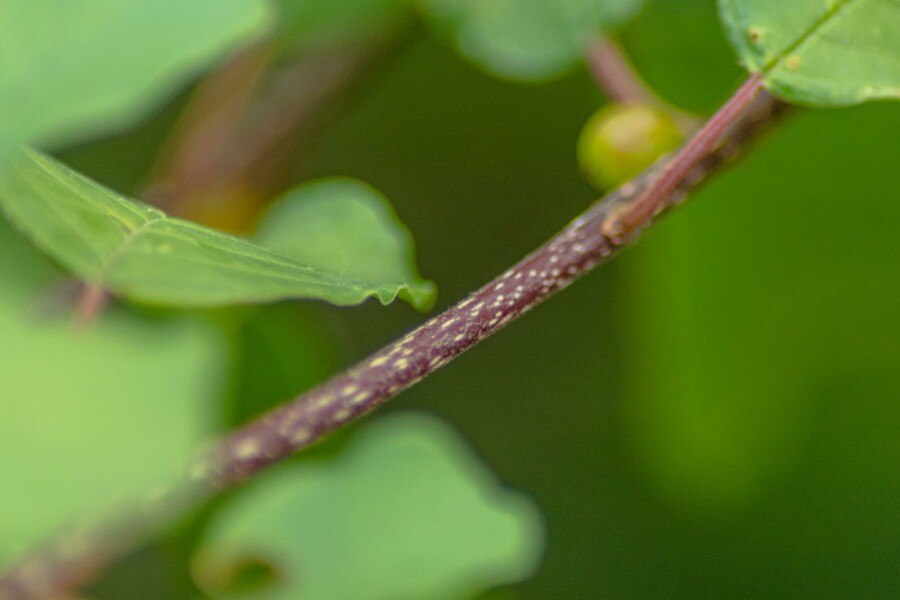Faulbaum Frangula alnus strauch Frangula alnus Strauch