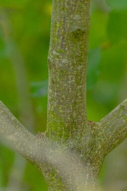 Faulbaum Frangula alnus strauch Frangula alnus Strauch