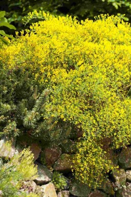 Gelber ginster Genista lydia strauch Genista lydia Strauch