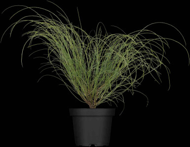 Gelber ginster Genista lydia strauch Genista lydia Strauch