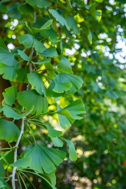 Ginkgo Ginkgo biloba strauch Ginkgo biloba