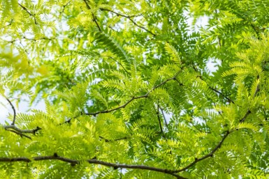 Honigdorn Gleditsia triacanthos 'Sunburst' strauch Gleditsia triacanthos 'Sunburst'