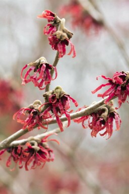Chinesische Zaubernuss Hamamelis mollis strauch Hamamelis mollis
