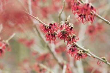 Chinesische Zaubernuss Hamamelis mollis strauch Hamamelis mollis