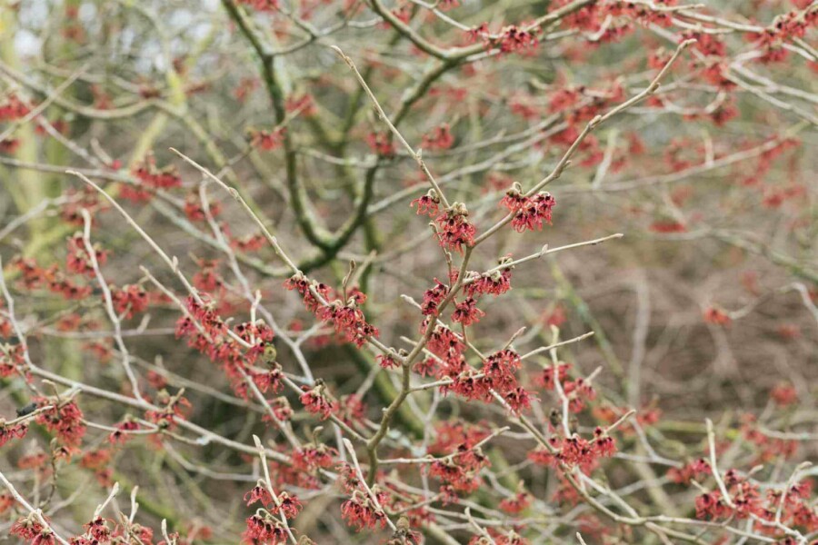 Chinesische Zaubernuss Hamamelis mollis strauch Hamamelis mollis Strauch