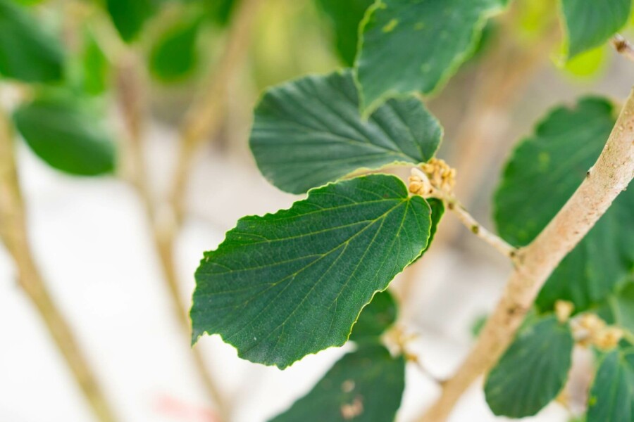 Zaubernuss Hamamelis x intermedia 'Pallida' strauch Hamamelis x intermedia 'Pallida' Strauch