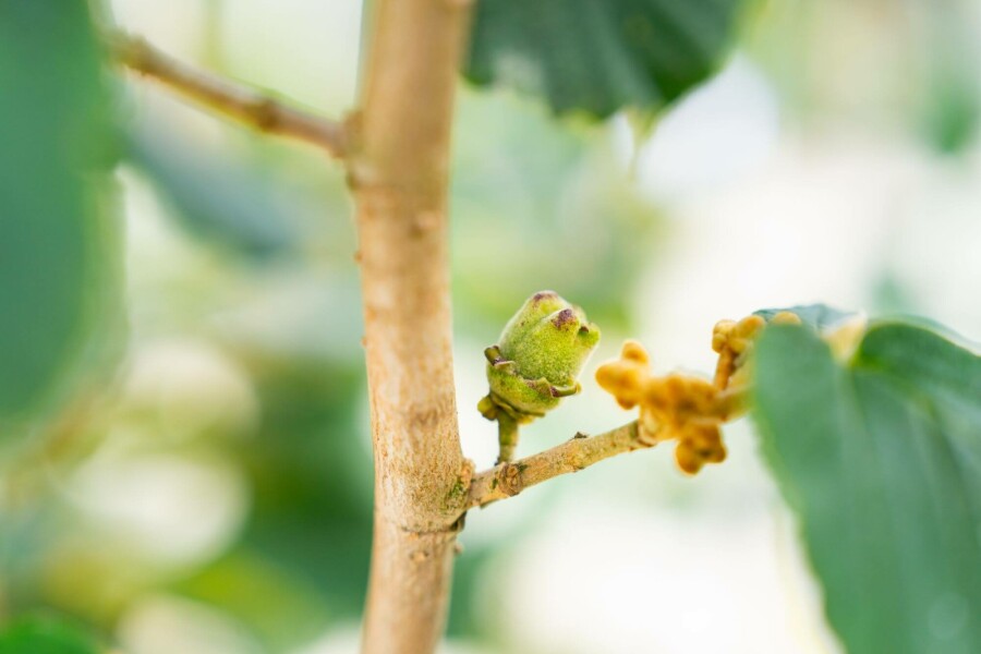 Zaubernuss Hamamelis x intermedia 'Pallida' strauch Hamamelis x intermedia 'Pallida' Strauch