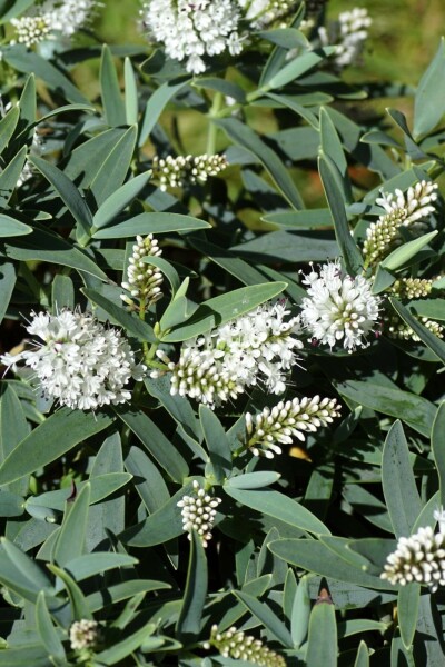 Strauchveronika Hebe 'Blue Star' strauch Hebe 'Blue Star' Strauch