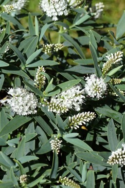 Strauchveronika Hebe 'Blue Star' strauch Hebe 'Blue Star'