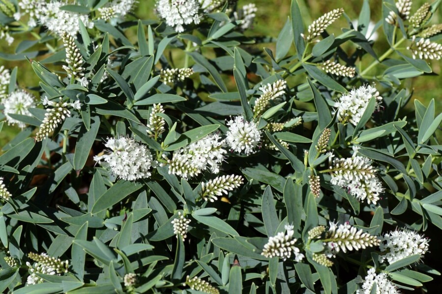 Strauchveronika Hebe 'Blue Star' strauch Hebe 'Blue Star' Strauch