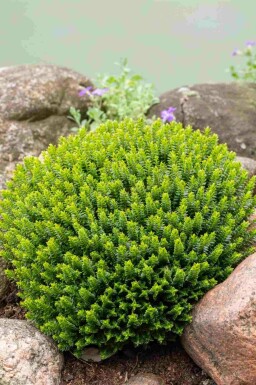 Hebe Hebe buxifolia strauch Hebe buxifolia