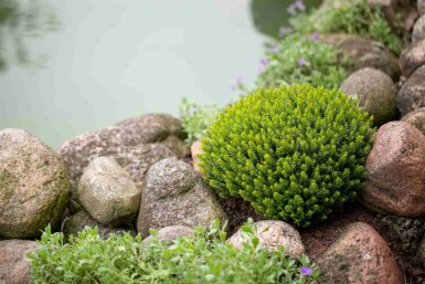 Hebe Hebe buxifolia strauch Hebe buxifolia