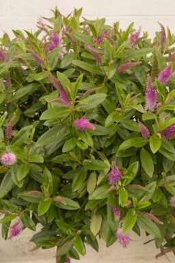 Strauchveronika Hebe 'Great Orme' strauch Hebe 'Great Orme'