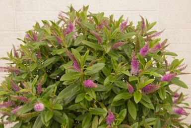 Strauchveronika Hebe 'Great Orme' strauch Hebe 'Great Orme'