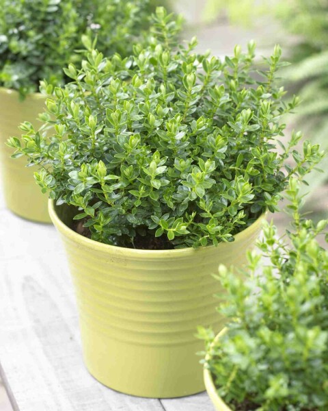 Strauchveronika Hebe 'Margret' strauch Hebe 'Margret' Strauch