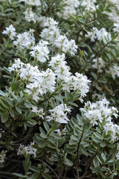 Hebe Hebe pinguifolia strauch Hebe pinguifolia Strauch