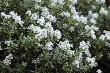 Hebe Hebe pinguifolia strauch Hebe pinguifolia