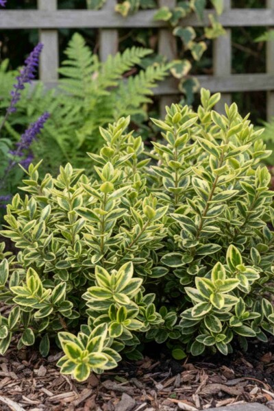 Hebe 'Pinocchio' Strauch