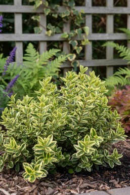 Hebe 'Pinocchio' Strauch