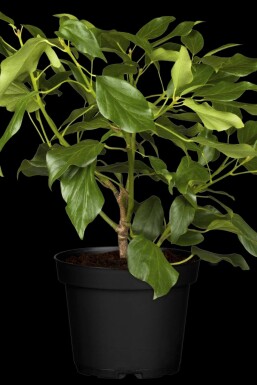 Kolchischer efeu Hedera colchica 'Arborescens' strauch Hedera colchica 'Arborescens'