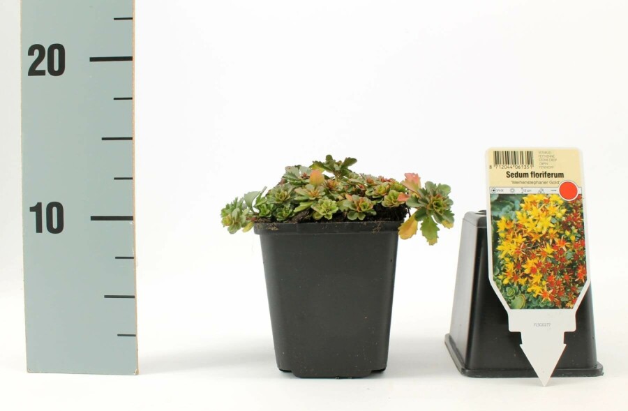 Reichblühendes Garten-Fettblatt Sedum floriferum 'Weihenstephaner Gold' 5-10 Topf 9x9 cm (P9) Sedum floriferum 'Weihenstephaner Gold'