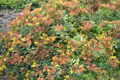 Reichblühendes Garten-Fettblatt Sedum floriferum 'Weihenstephaner Gold' 5-10 Topf 9x9 cm (P9)